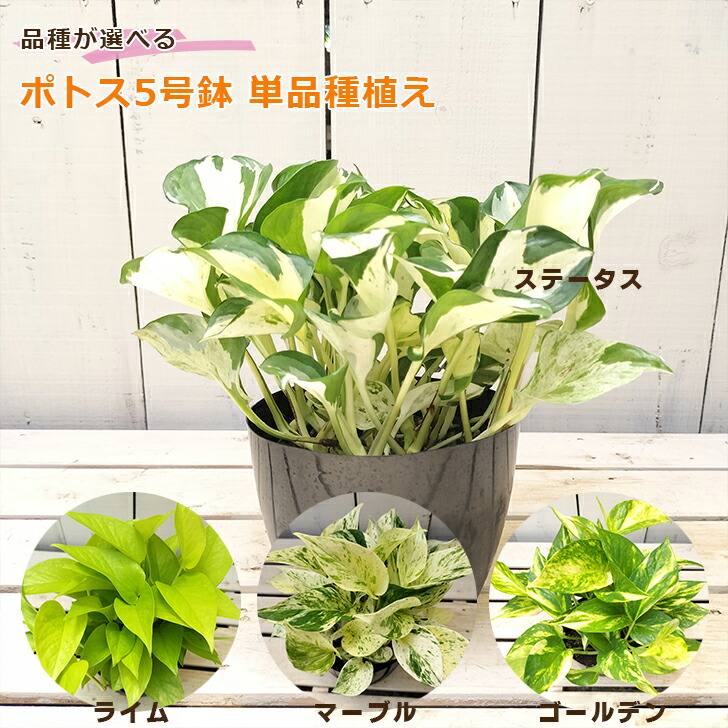potosusingle-01.jpg