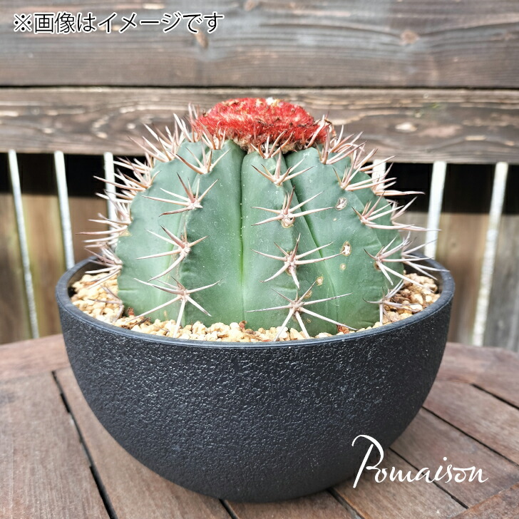 楽天市場】サボテン：メロカクタス クルビスピヌス カエシウス 実生*幅