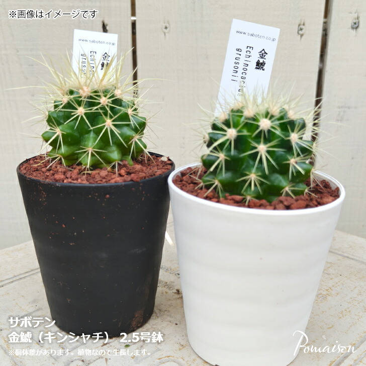 楽天市場】痛くないサボテン 柱サボテン 鬼面角 鉢植え : APOA