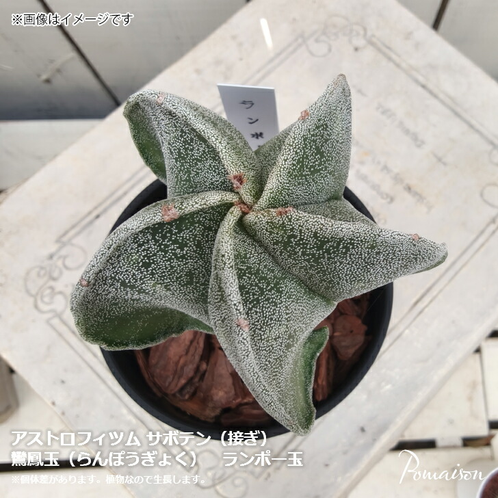 鶴仙園 購入 ランポー 玉 アストロフィツム dairoku 炭化鉢付き 鶴仙園 購入 ランポー 玉 アストロフィツム dairoku 炭化鉢付き 【公式