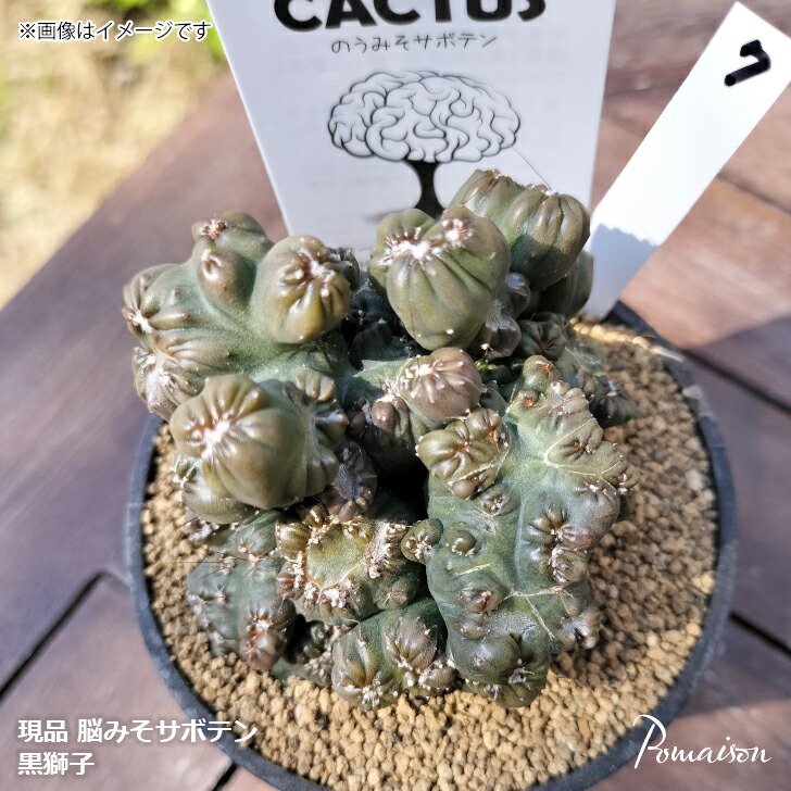 楽天市場】【現品】 サボテン ブレインカクタス BRAINCACTUS 黒獅子 3