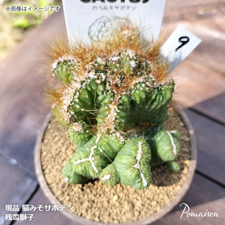 楽天市場】現品 サボテン テフロカクタス 武蔵野 3号 THE・個性