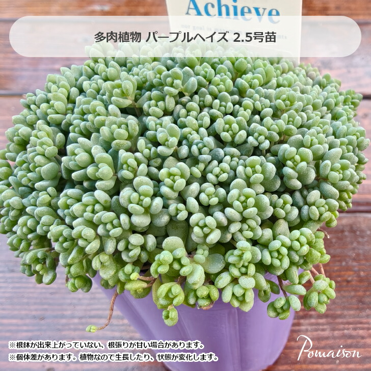 楽天市場】セダム パープルヘイズ 姫星美人 ダシフィルム 可愛い 多肉