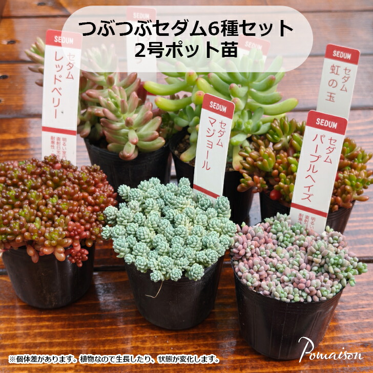 お買い得！　セダム　2号ポット　8品種　40個セット 多肉植物 セダム 2号ポット 40個セット 多肉植物 セダム 2号ポット 40