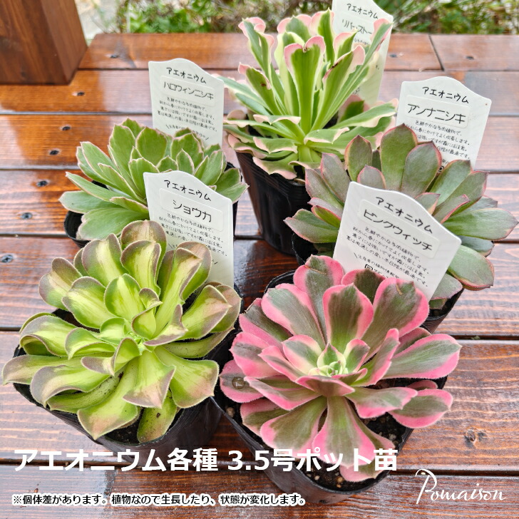 多肉植物アエオニウム錦❤️ハロウィンの赤い糸引き錦❤️ 成長した姿 28#多肉植物アエオニウム錦❤️ ハロウィンイ黒魔 ❤️10頭20cm拔き苗