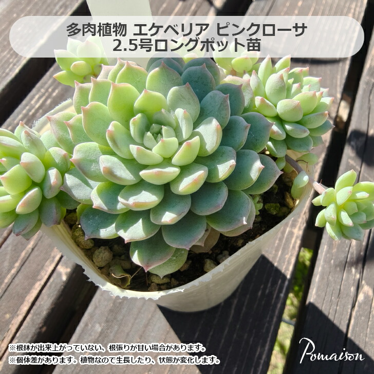 楽天市場】多肉植物 エケベリア ローラ 2.5号 タニクショクブツ 2.5号
