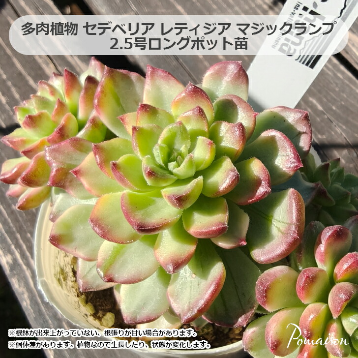 楽天市場】多肉植物 エンジェルティアーズ（錦：斑入り） 2.5号 ポット