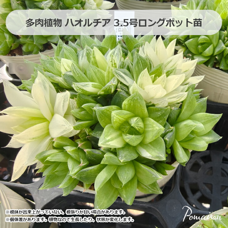 楽天市場】多肉植物 ハオルチア 雪景色 3号サイズ タニクショクブツ