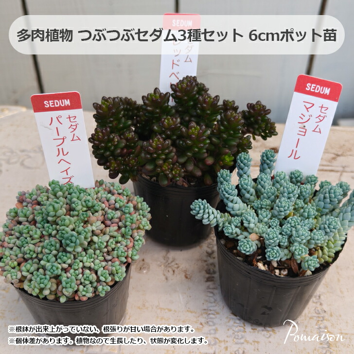 楽天市場】セダム パープルヘイズ 姫星美人 ダシフィルム 可愛い 多肉