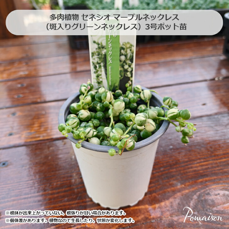 楽天市場】アーモンドネックレス 可愛い 多肉植物 3号サイズ 苗 葉型が