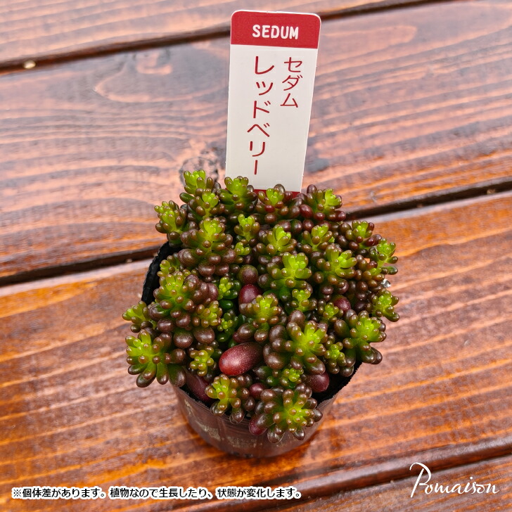 楽天市場】多肉植物 セダム ピンクベリー 6cmポット 観葉植物