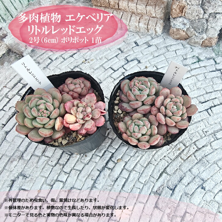 Top【選抜株】多肉植物　360968リブ　ビューティー50個　プラグトレー苗 50株の抜き苗セット】レッドラバー 多肉植物 佐川急便発送 エケベリア