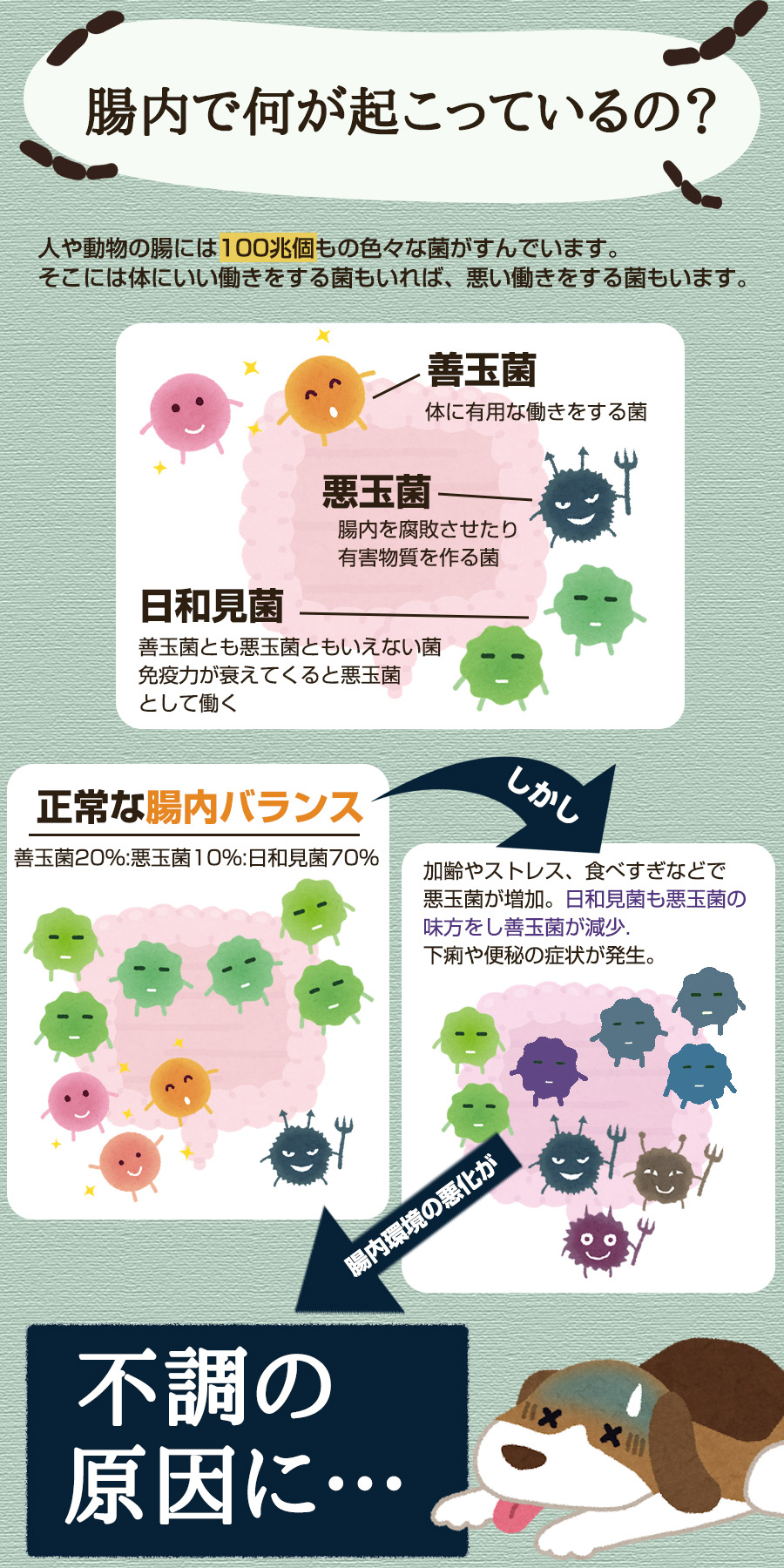 正規品 ヘルスチャージ N 60カプセル 乳酸菌 栄養補給 健康維持 オールステージ対応 国産 犬 猫 フェレット ウサギ チンチラ ハリネズミ ペット 乳酸菌 整腸 腸内環境 免疫 大腸 善玉菌 アレルギー 栄養補助 長生き Christine Coppin Com