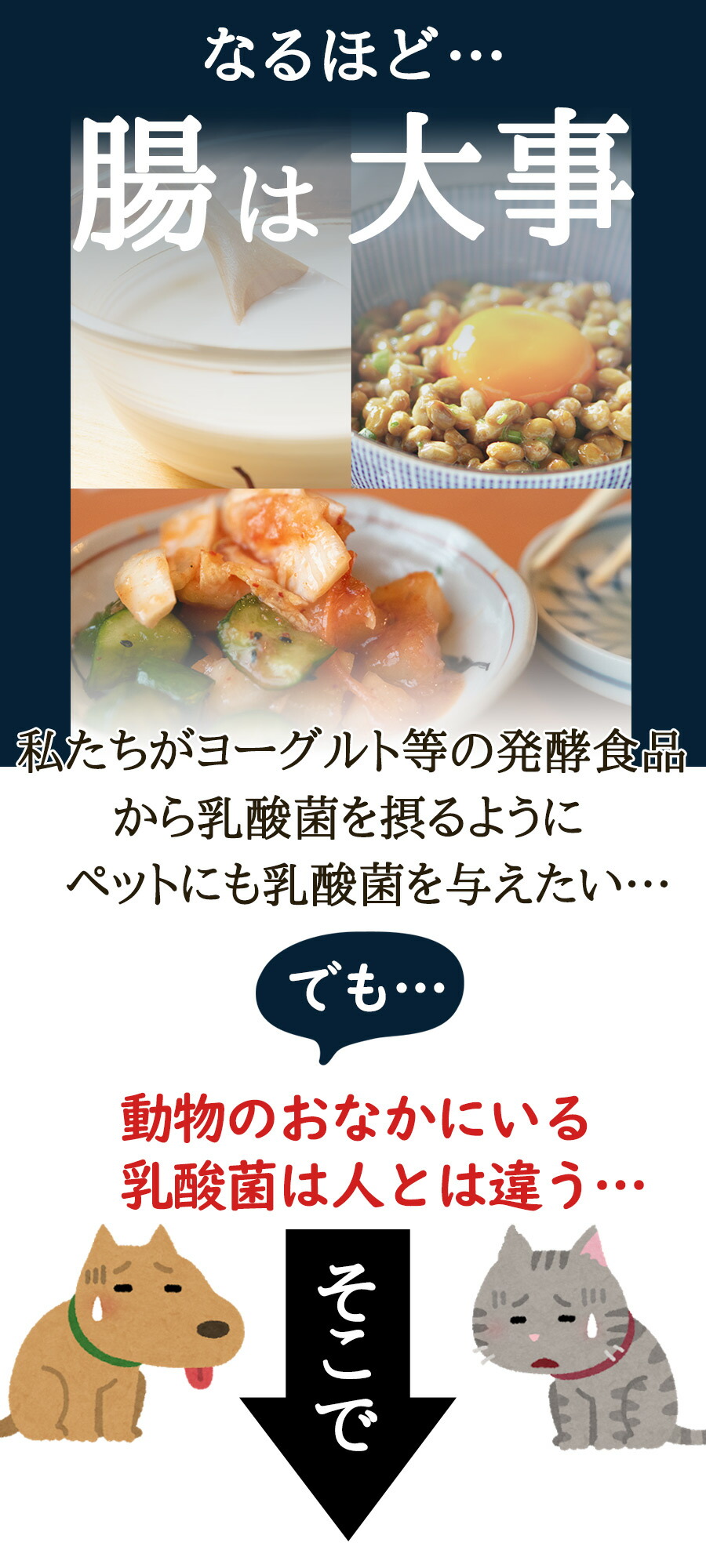 正規品 ヘルスチャージ N 60カプセル 乳酸菌 栄養補給 健康維持 オールステージ対応 国産 犬 猫 フェレット ウサギ チンチラ ハリネズミ ペット 乳酸菌 整腸 腸内環境 免疫 大腸 善玉菌 アレルギー 栄養補助 長生き Christine Coppin Com