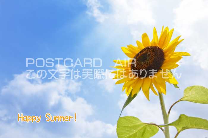 楽天市場】【限定誕生日ポストカード】「Happy Birthday