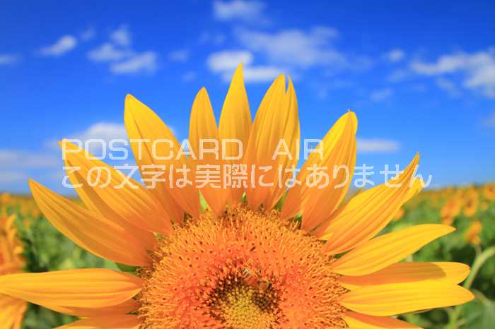 楽天市場 限定夏の花のポストカード 夏の青い空 雲と向日葵ひまわりの葉書 ハガキはがき ポストカードair