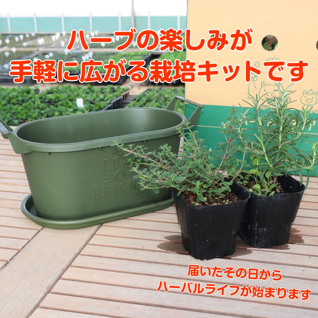 楽天市場 ハーブ 栽培キット グロウコンテナ18 緑 苗2個 苗 セット プラ製プランター かわいい 寄せ植え ハーブティー ハーブガーデン 観葉植物 送料無料 バジル ローズマリー ミント 花苗 苗木 家庭菜園 女子力 鉢植え 土 Herb ハーブ苗のポタジェガーデン