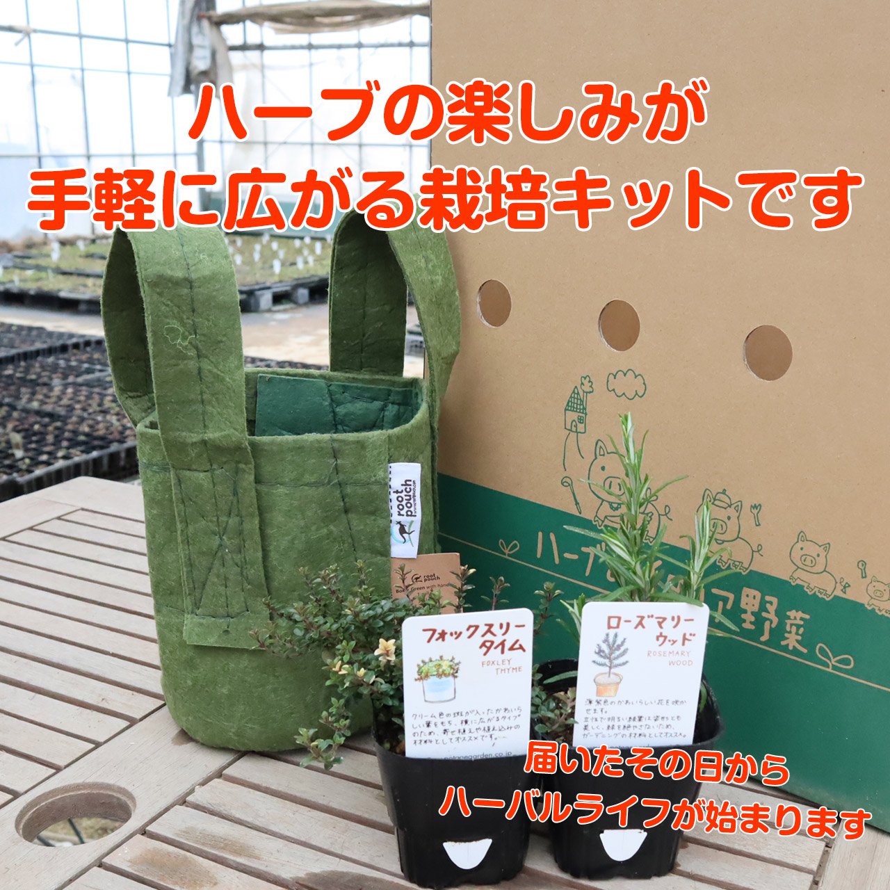 本日p2倍 ハーブ 栽培キット ルーツポーチ 緑 苗2個 苗 セット フェルトプランター かわいい 寄せ植え ハーブティー ハーブガーデン 観葉植物 送料無料 バジル ローズマリー ミント 花苗 苗木 家庭菜園 女子力 鉢植え 土 Herb Educaps Com Br