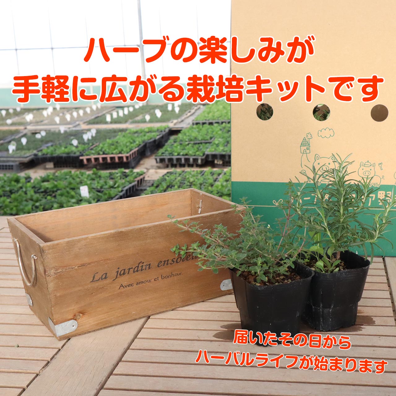 楽天市場 ハーブ 栽培キット La Jardin 茶 苗2個 苗 セット 木製プランター かわいい 寄せ植え ハーブティー ハーブガーデン 観葉植物 送料無料 バジル ローズマリー ミント 花苗 苗木 家庭菜園 女子力 鉢植え 土 Herb ハーブ苗のポタジェガーデン