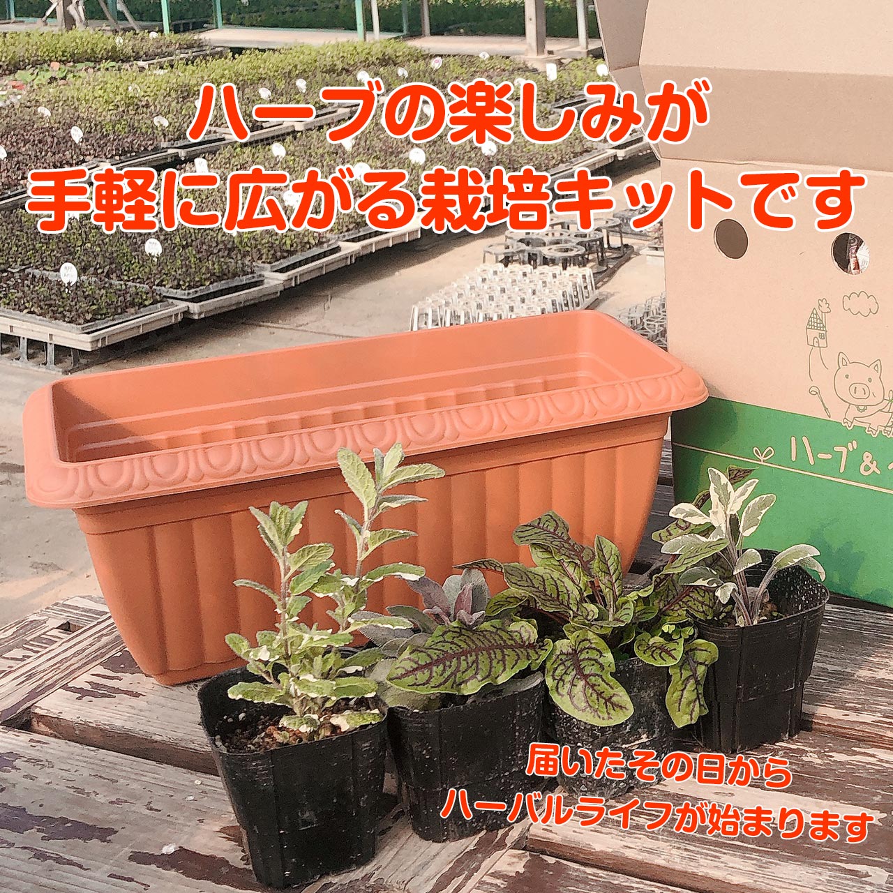 ハーブ 栽培キット プラ製プランター 苗 ローズマリー 観葉植物 送料無料 バジル ハーブガーデン 寄せ植え かわいい ハーブティー セット