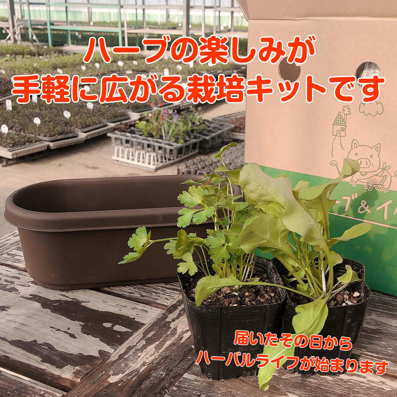 楽天市場 本日p2倍 ハーブ 栽培キット 苗 セット プラ製プランター かわいい 寄せ植え ハーブティー ハーブガーデン 観葉植物 送料無料 バジル ローズマリー ミント 花苗 苗木 家庭菜園 キット 巣ごもり 鉢植え 土 受け皿なし プラ製 茶 苗2個 ハーブ苗のポタジェ