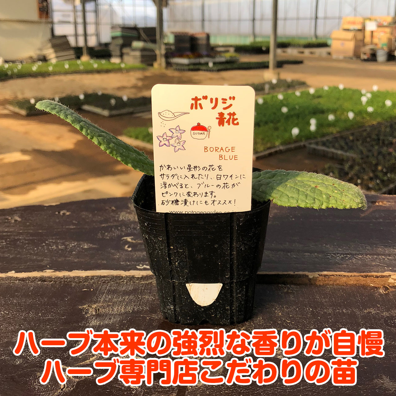 楽天市場 ハーブ 苗 ボリジ青花 ハーブティー 栽培キット 寄せ植え 鉢植え タイム 乾燥 ドライハーブ セット 室内 プランター 種 ラベンダー 苗木 花苗 観葉植物 ハーブガーデン ハーブミックス ハーブの土 かわいい ボリジ青 ハーブ苗のポタジェガーデン