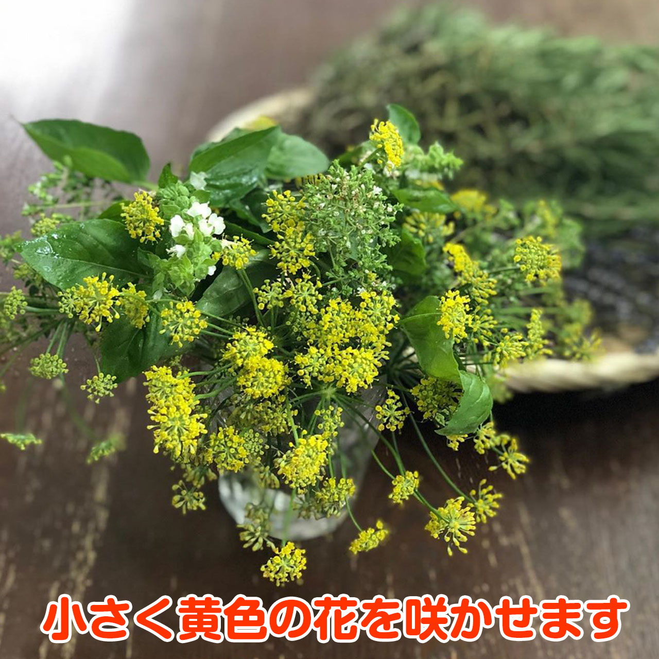 楽天市場 ハーブ 苗 スイートフェンネル ハーブティー ハーブガーデン 栽培キット 花苗 ガーデニング ドライハーブ セット 室内 プランター 寄せ植え ティーバッグ ハーブウォーター 乾燥 料理 プランター 家庭菜園 キット スイートフェンネル ハーブ苗のポタジェガーデン