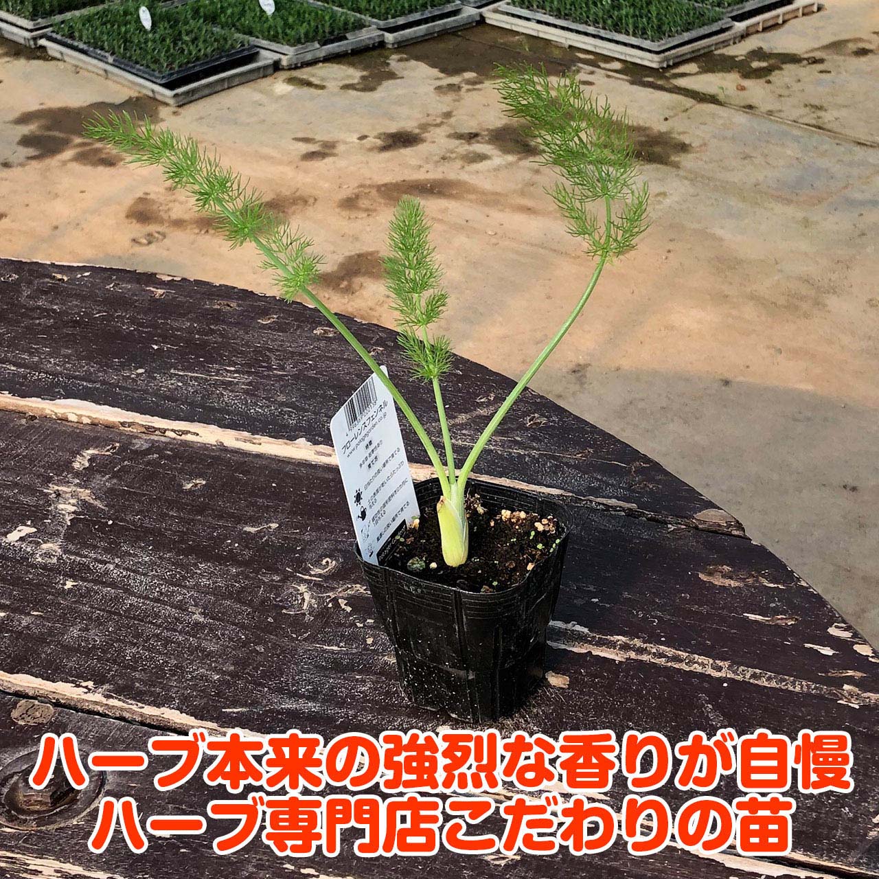 楽天市場 本日p2倍 ハーブ 苗 フローレンスフェンネル ハーブティー 栽培キット 寄せ植え 鉢植え タイム 乾燥 ドライハーブ セット 室内 プランター 種 ラベンダー 苗木 花苗 観葉植物 ハーブガーデン ハーブミックス ハーブの土 かわいい フローレンスフェンネル