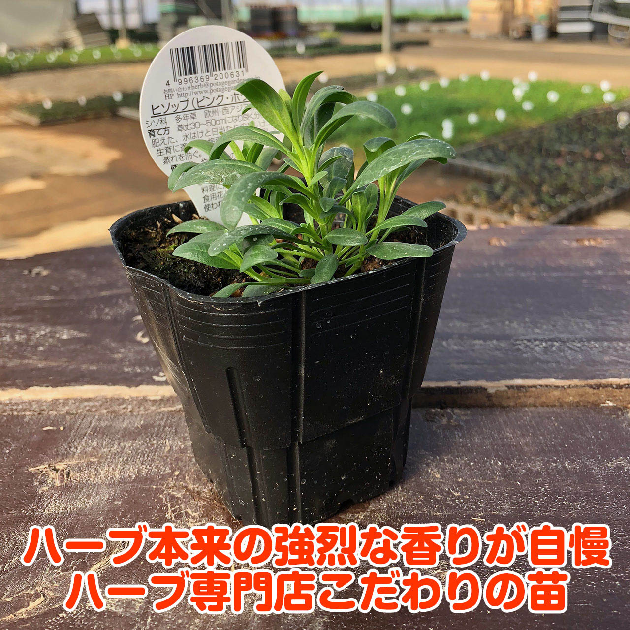 楽天市場 ハーブ 苗 ヒソップピンク ハーブティー 栽培キット 寄せ植え 鉢植え タイム 乾燥 ドライハーブ セット 室内 プランター 種 ラベンダー 苗木 花苗 観葉植物 ハーブガーデン ハーブミックス ハーブの土 かわいい ハーブ苗のポタジェガーデン