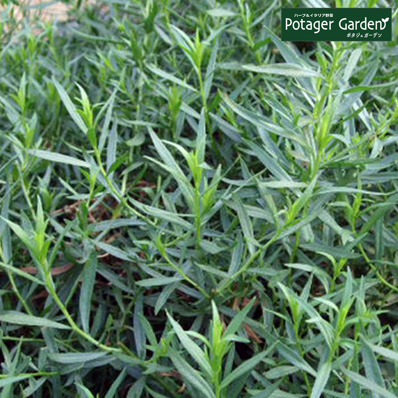 楽天市場 ハーブ 苗 フレンチタラゴン ハーブティー ハーブガーデン 栽培キット 花苗 ガーデニング ドライハーブ セット 室内 プランター 寄せ植え ティーバッグ ハーブウォーター 乾燥 料理 プランター 家庭菜園 キット ハーブ苗のポタジェガーデン