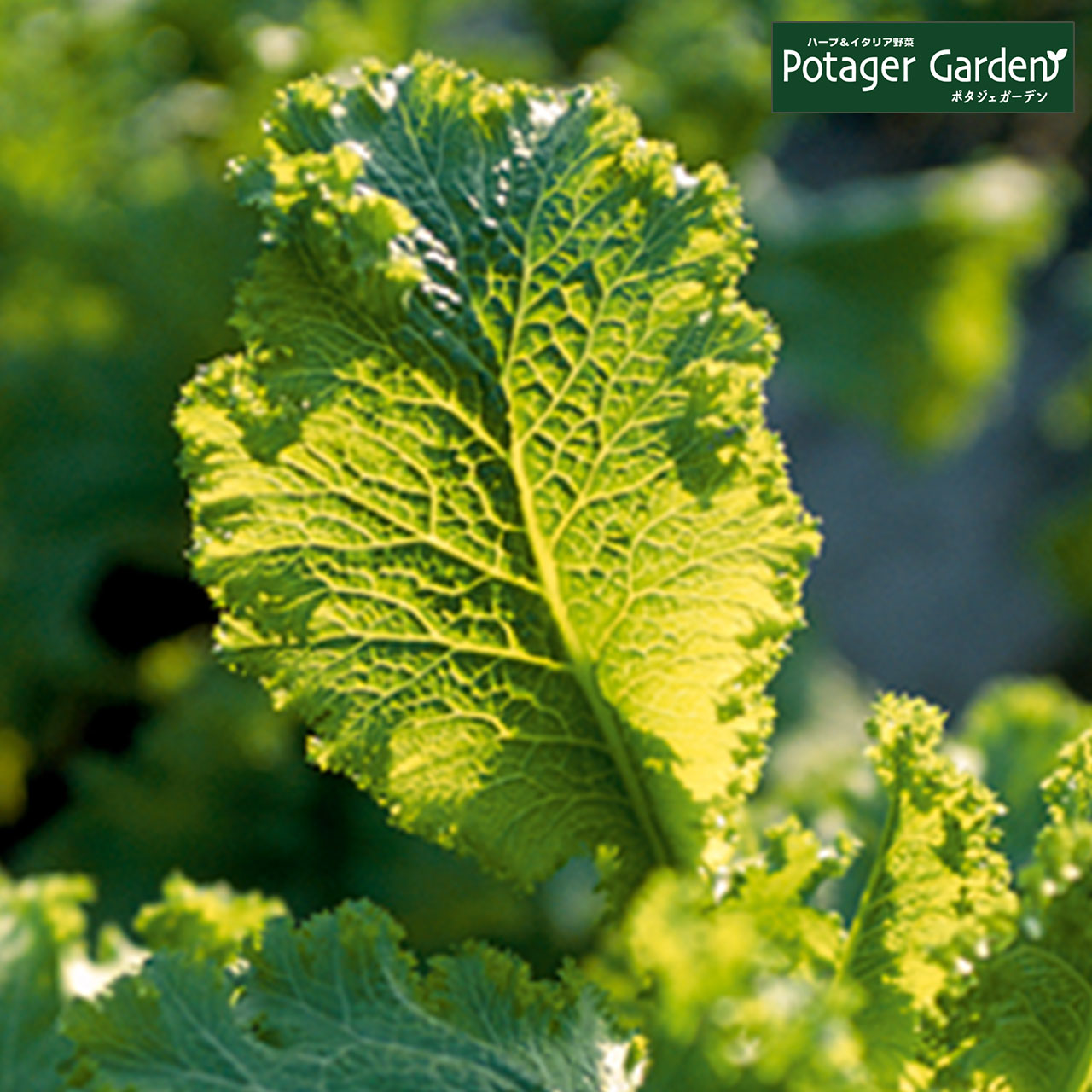 楽天市場 本日p5倍 野菜 苗 マスタードグリーン ハーブティー ハーブガーデン 栽培キット 花苗 ガーデニング ドライハーブ セット 室内 プランター 寄せ植え ティーバッグ ハーブウォーター 乾燥 料理 プランター 家庭菜園 キット ハーブ苗のポタジェガーデン