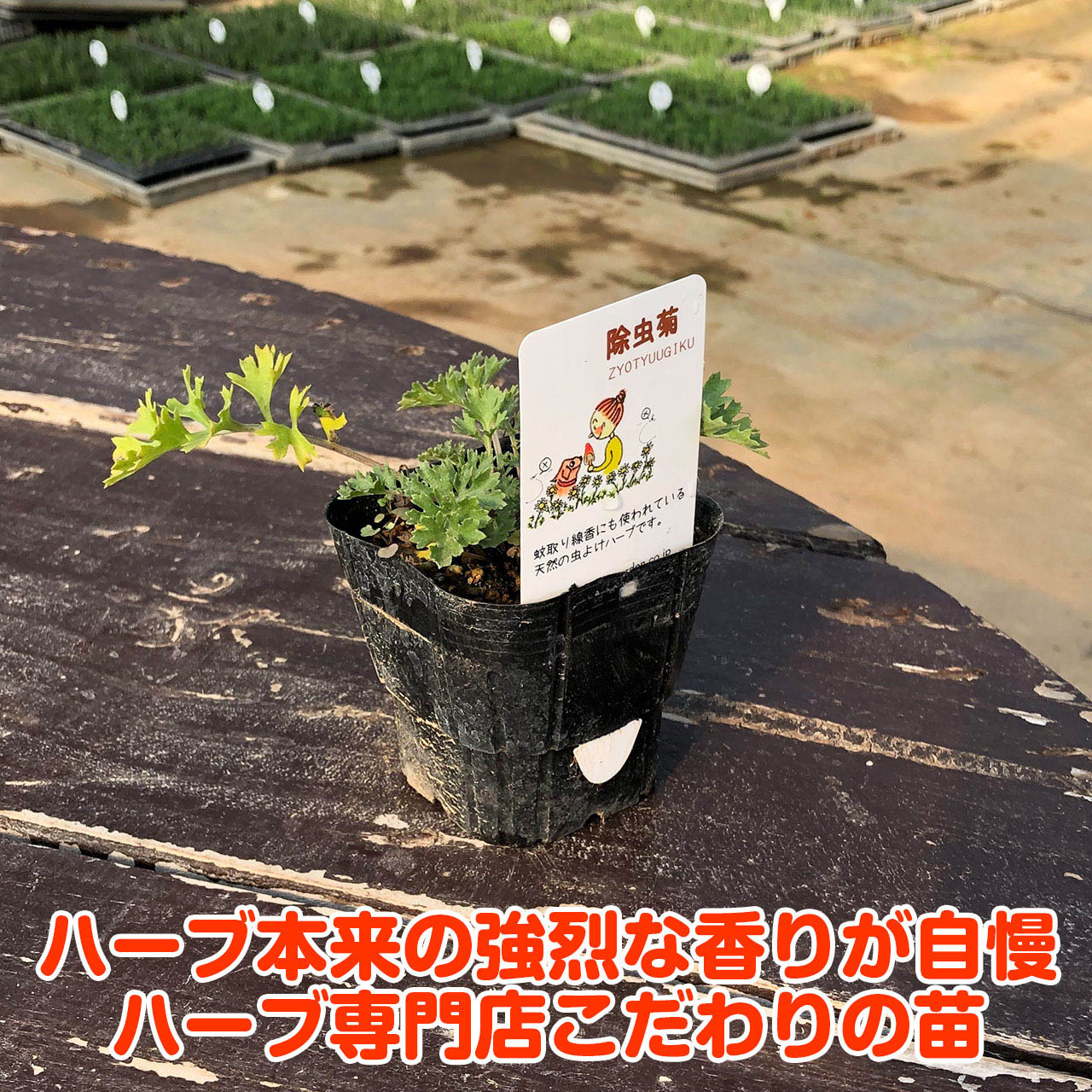 楽天市場 本日p5倍 ハーブ 苗 除虫菊 蚊取り線香 白 シロバナムシヨケギク 蚊連草 育て方 効果 成分 マーガレット 除虫菊とは 猫 虫除け 虫よけ シール 玄関 アロマ 虫除けネット 帽子 犬 ベランダ 子供 キャンドル 効果 ハーブ苗のポタジェガーデン