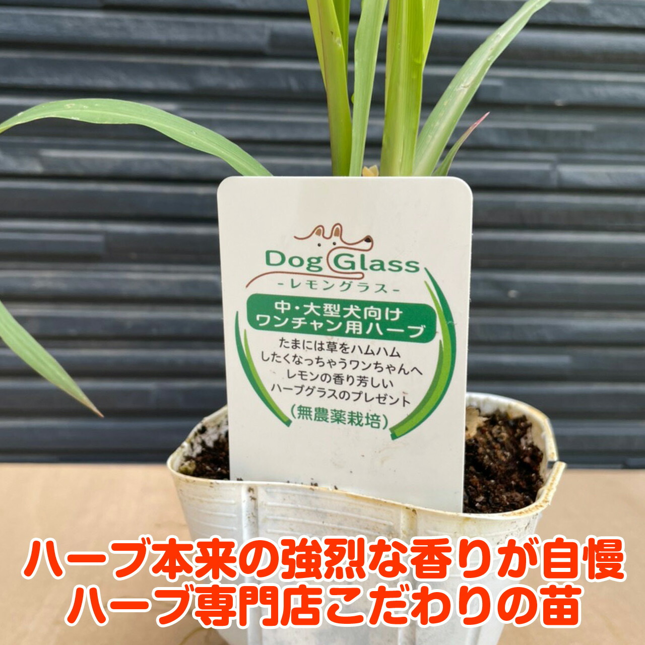 楽天市場 ハーブ 苗 レモングラス 犬用 苗木 ハーブティー ハーブ苗専門店 感動する香り Herb ハーブ苗のポタジェガーデン