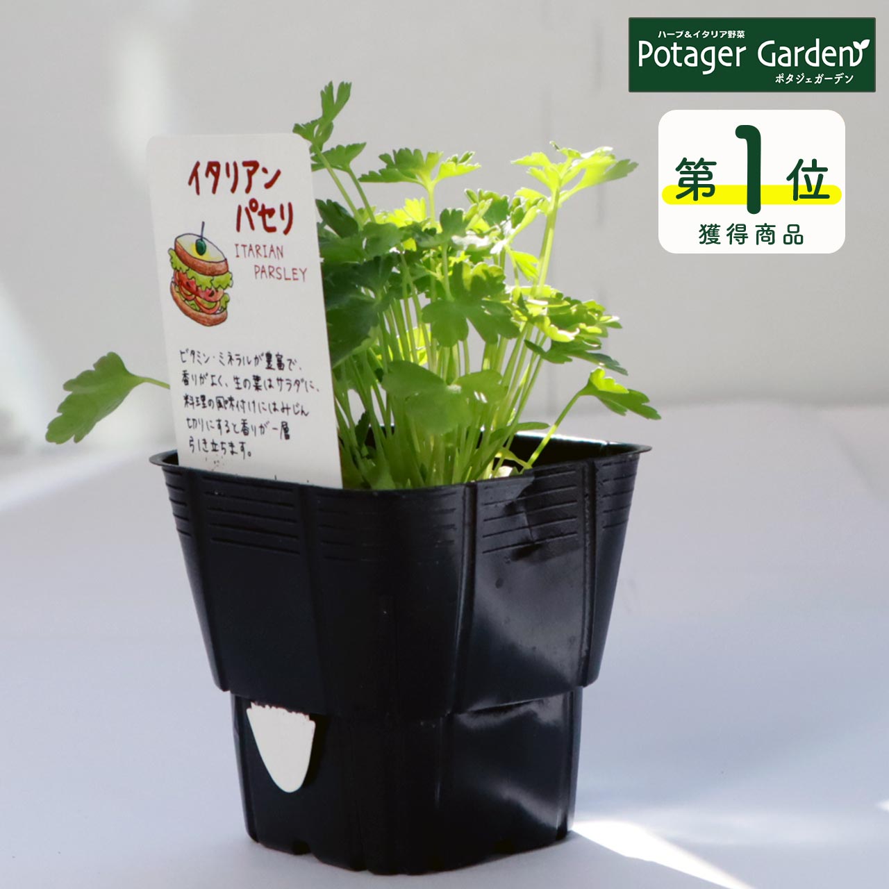 秋 野菜苗 イタリアンパセリ ハーブ 苗 ハーブティー 栽培キット 花苗 ガーデニング ドライハーブ 家庭菜園 ティーバッグ 室内 プランター 料理 卸し売り購入 セット キット ハーブウォーター 寄せ植え 乾燥