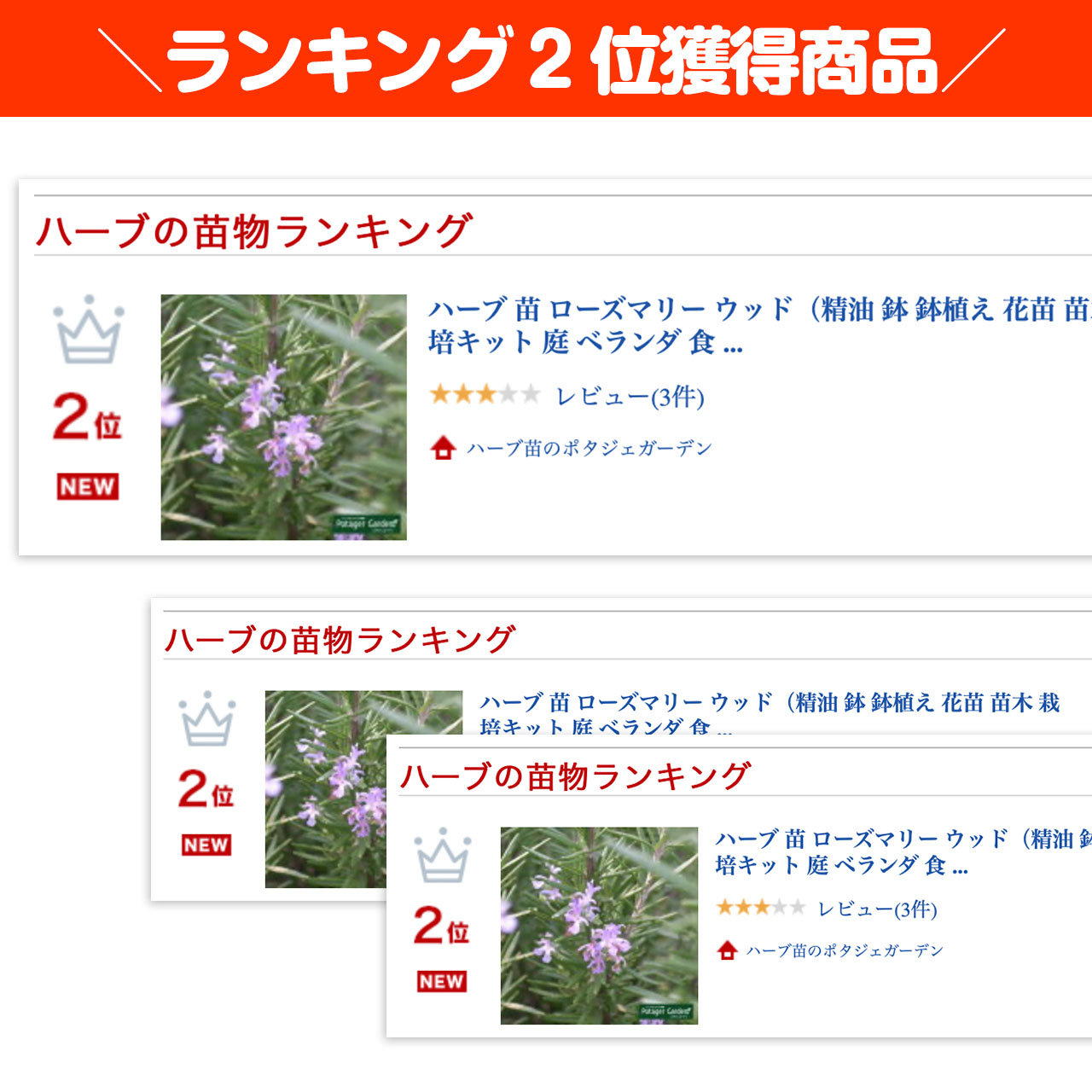 楽天市場 本日p2倍 ハーブ 苗 ローズマリー ウッド 精油 鉢 鉢植え 花苗 苗木 栽培キット 庭 ベランダ 食用 育て方 使い方 ガーデン 卸 ドライフラワー アロマオイル 効能 立性 ラベンダー ミント タイム 寄せ植え 挿し木 花 ギフト 誕生日 プレゼント ウッド