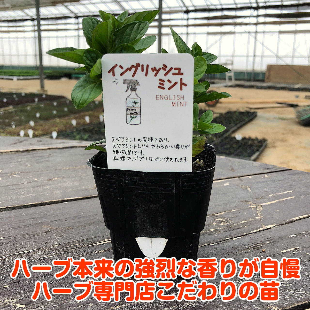 楽天市場 本日p5倍 ハーブ 苗 イングリッシュミント ハーブティ ハッカ油 虫除け グリーン 鉢植え 栽培方法 育て方 使い方 選び方 種類 花苗 簡単 プランター 栽培キット ミントグリーン ラベンダー バジル ローズマリー 寄せ植え 野菜 種 春 夏 秋 冬