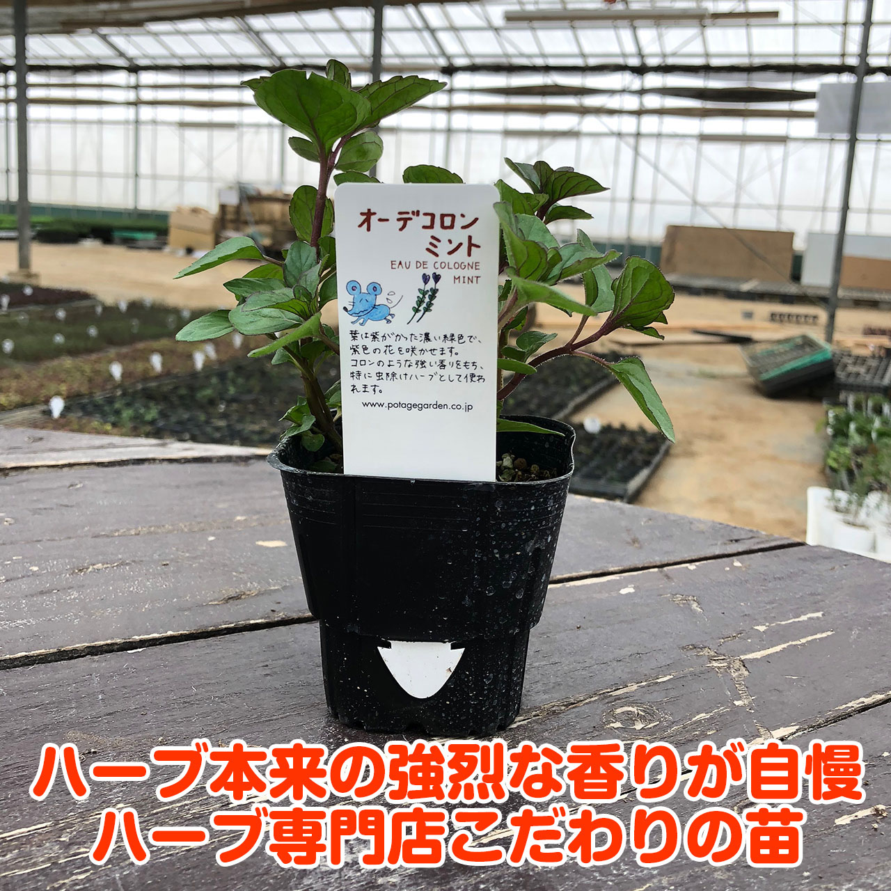 楽天市場 本日p2倍 ハーブ 苗 オーデコロンミント ハーブティ ハッカ油 虫除け グリーン 鉢植え 栽培方法 育て方 使い方 選び方 種類 花苗 プランター 栽培キット ミントグリーン ドライハーブ ラベンダー バジル ローズマリー 寄せ植え 野菜 種 春 夏 秋 冬 オーデ