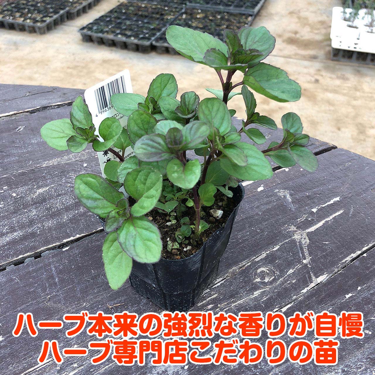 楽天市場 ハーブ 苗 オーデコロンミント ハーブティ ハッカ油 虫除け グリーン 鉢植え 栽培方法 育て方 使い方 選び方 種類 花苗 プランター 栽培キット ミントグリーン ドライハーブ ラベンダー バジル ローズマリー 寄せ植え 野菜 種 春 夏 秋 冬 オーデm ハーブ苗