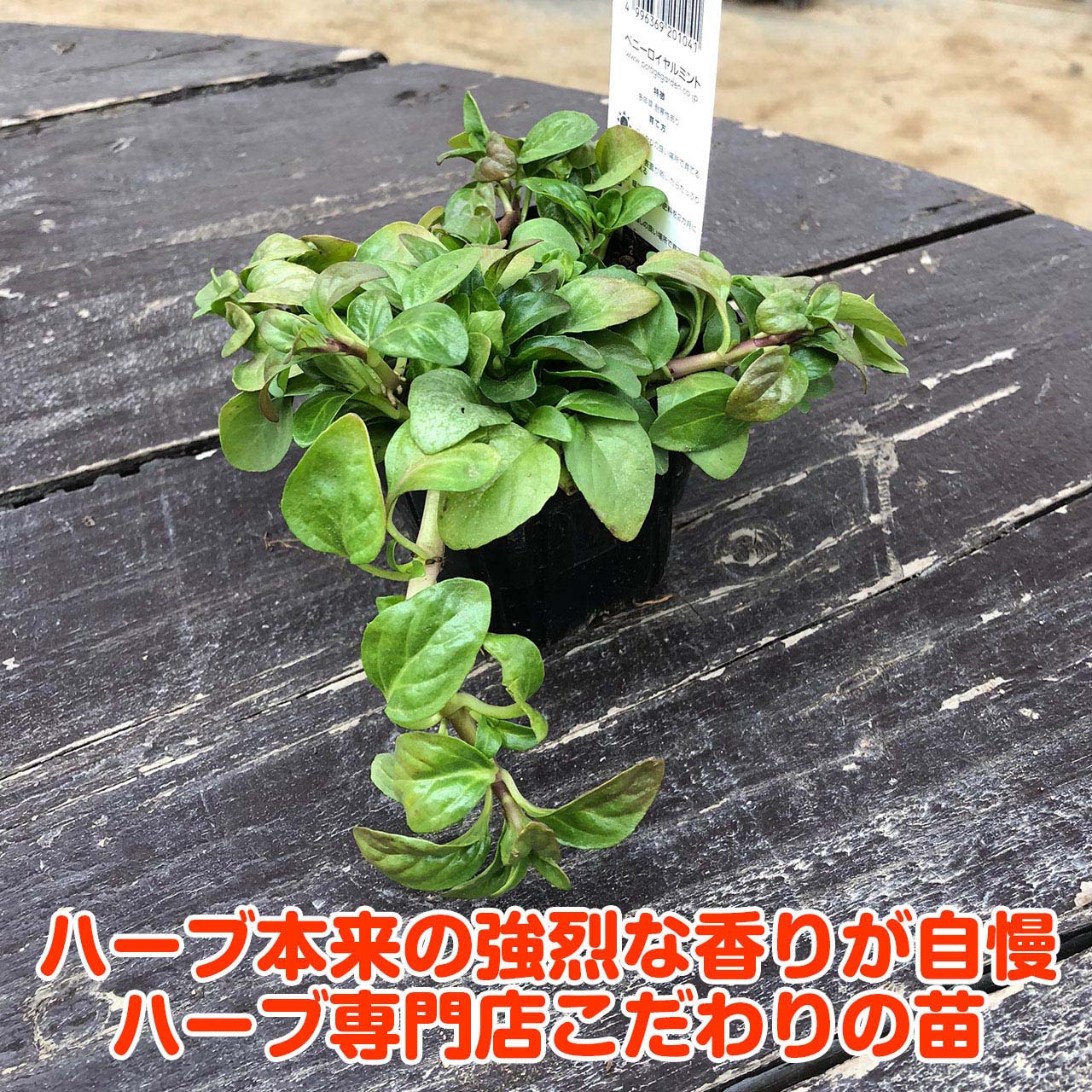 楽天市場 本日p2倍 ハーブ 苗 ペニーロイヤルミント 虫除け グランドカバー ハッカ油 グリーン 鉢植え 栽培方法 育て方 使い方 選び方 種類 花苗 簡単 プランター セット 栽培キット ミントグリーン ラベンダー ローズマリー 寄せ植え 野菜 種春 夏 秋 冬 ペニーm