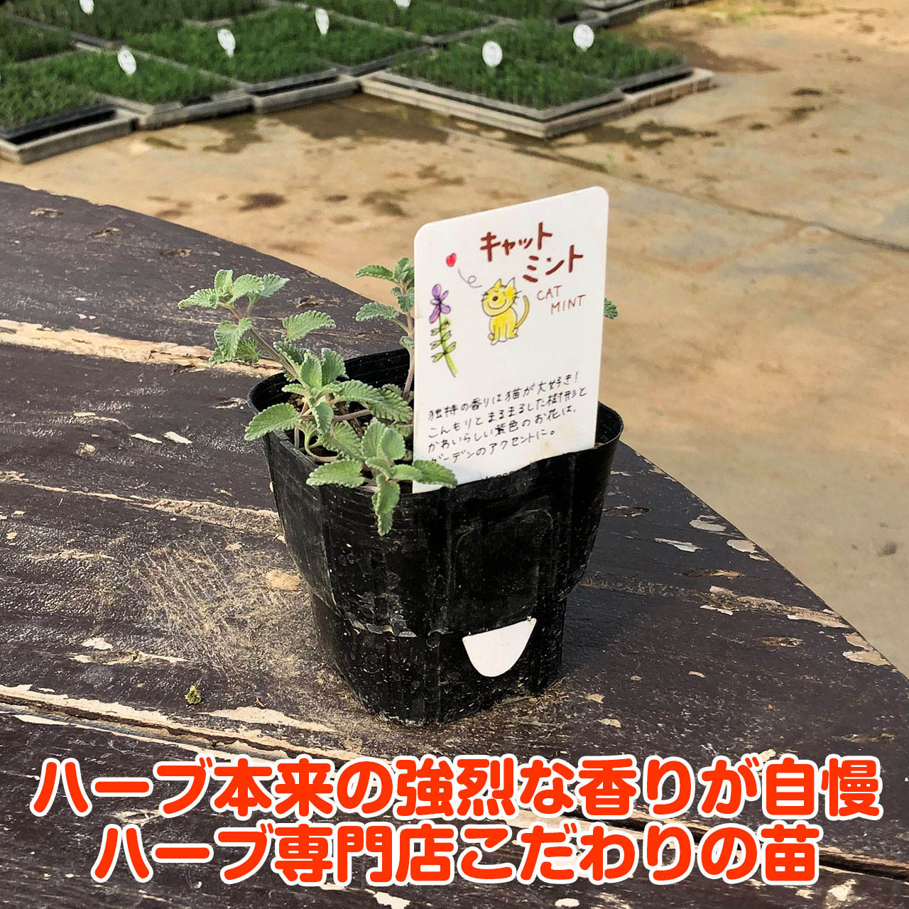 楽天市場 ハーブ 苗 キャットミント ハーブティ ハッカ油 虫除け グリーン 鉢植え 栽培方法 育て方 使い方 選び方 種類 花苗 プランター セット 栽培キットも ミントグリーン ドライハーブ ラベンダー バジル ローズマリー 寄せ植え 野菜 種 春 夏 秋 冬 ハーブ苗の
