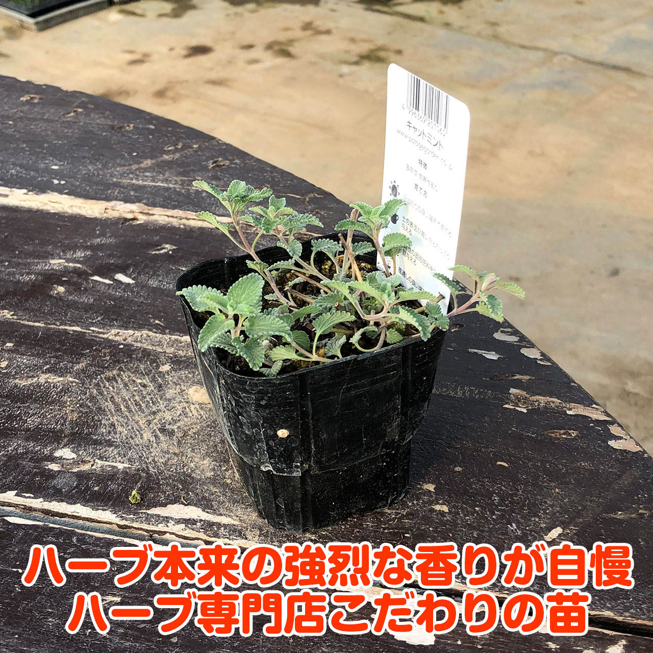 楽天市場 本日p2倍 ハーブ 苗 キャットミント ハーブティ ハッカ油 虫除け グリーン 鉢植え 栽培方法 育て方 使い方 選び方 種類 花苗 プランター セット 栽培キットも ミントグリーン ドライハーブ ラベンダー バジル ローズマリー 寄せ植え 野菜 種 春 夏 秋 冬