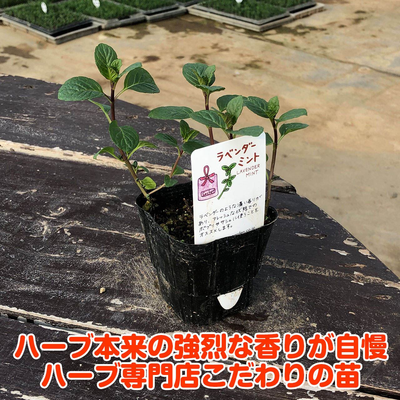 楽天市場 本日p5倍 ハーブ 苗 ラベンダーミント ハーブティ ハッカ油 虫除け グリーン 鉢植え 栽培方法 育て方 使い方 選び方 種類 花苗 簡単 プランター 栽培キット ミントグリーン ドライハーブ ラベンダー バジル ローズマリー 寄せ植え 種 春 夏 秋 冬