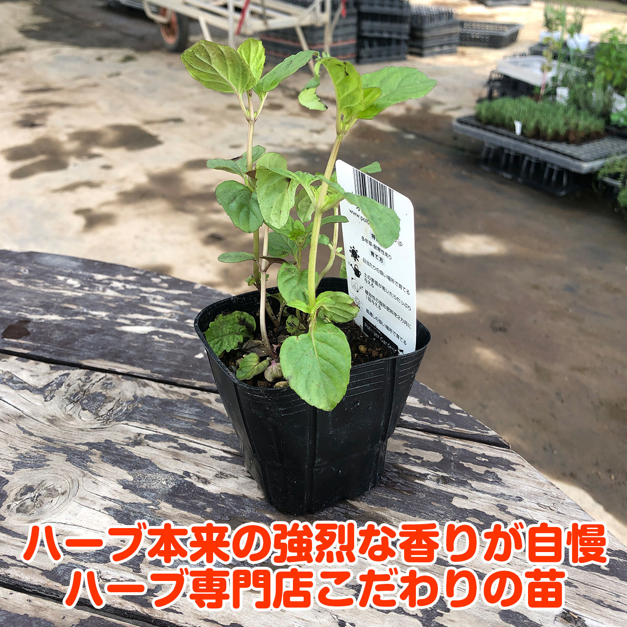 楽天市場 ハーブ 苗 オレンジミント ハーブティ ハッカ油 虫除け グリーン 鉢植え 栽培方法 育て方 使い方 選び方 種類 花苗 簡単 プランター セット 栽培キットも ミントグリーン ドライハーブ バジル ローズマリー 寄せ植え 野菜 種春 夏 秋 冬 オレンジm ハーブ苗