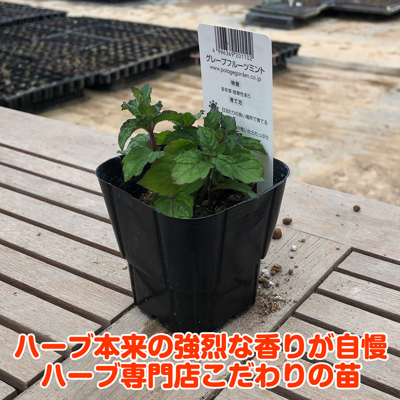 楽天市場 限定クーポン ハーブ 苗 グレープフルーツミント ハーブティ ハッカ油 虫除け グリーン 鉢植え 栽培方法 育て方 使い方 選び方 種類 花苗 簡単 プランター 栽培キット ミントグリーン ラベンダー バジル ローズマリー 寄せ植え 野菜 種 春 夏 秋 冬