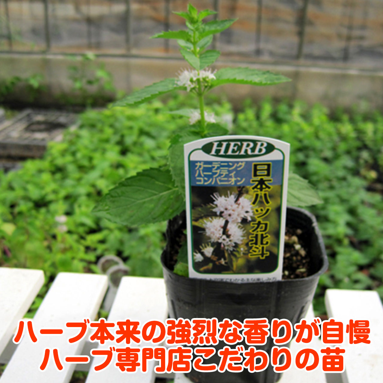 楽天市場 本日p2倍 ハーブ 苗 ニホンハッカ ノースミント ハーブティ ハッカ油 虫除け グリーン 鉢植え 栽培方法 育て方 使い方 選び方 種類 花苗 簡単 プランター 栽培キット ミントグリーン ラベンダー バジル ローズマリー 寄せ植え 野菜 種 春 夏 秋 冬 ハッカm 楽天市場 本日p2倍 ハーブ 苗 ニホンハッカ ノースミント ハーブティ ハッカ油 虫除け グリーン 鉢植え 栽培方法 育て方 使い方 選び方 種類 花苗 簡単 プランター 栽培キット ミントグリーン ラベンダー バジル ローズマリー 寄せ植え 野菜 種 春 夏 秋 冬 ハッカm