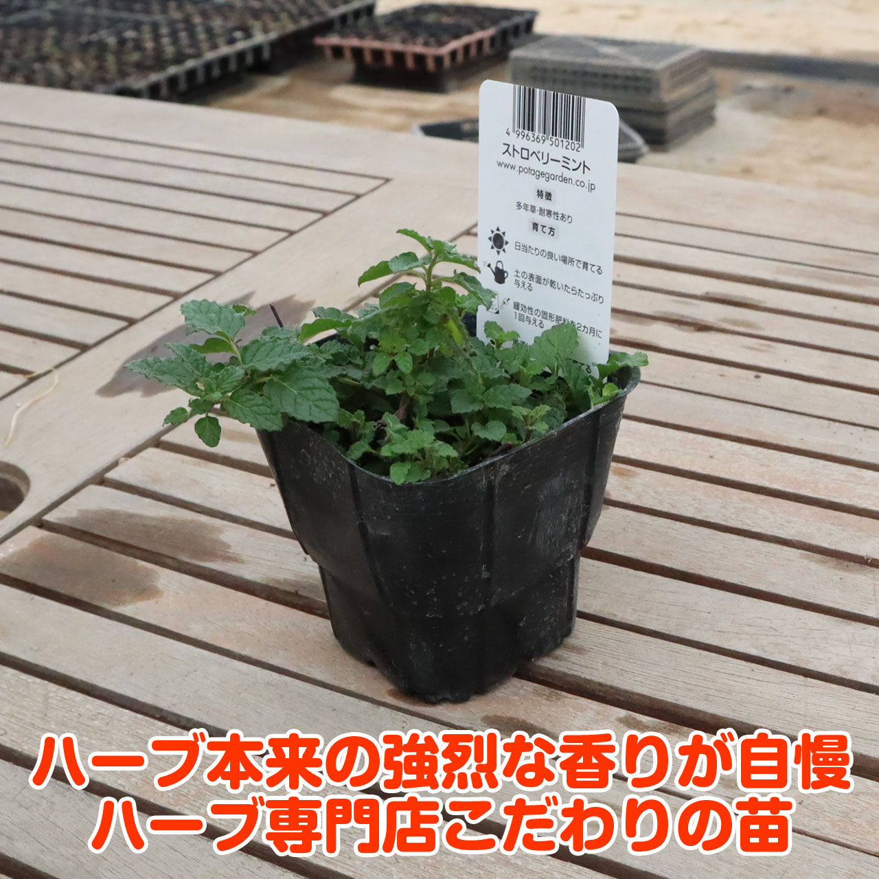 楽天市場 本日p5倍 ハーブ 苗 ストロベリーミント イチゴ 苺 ハッカ油 虫除け グリーン 鉢植え 栽培方法 育て方 使い方 選び方 種類 花苗 簡単 プランター セット 栽培キットも ミントグリーン ドライハーブ ラベンダー バジル ローズマリー 寄せ植え 野菜 種 春 夏