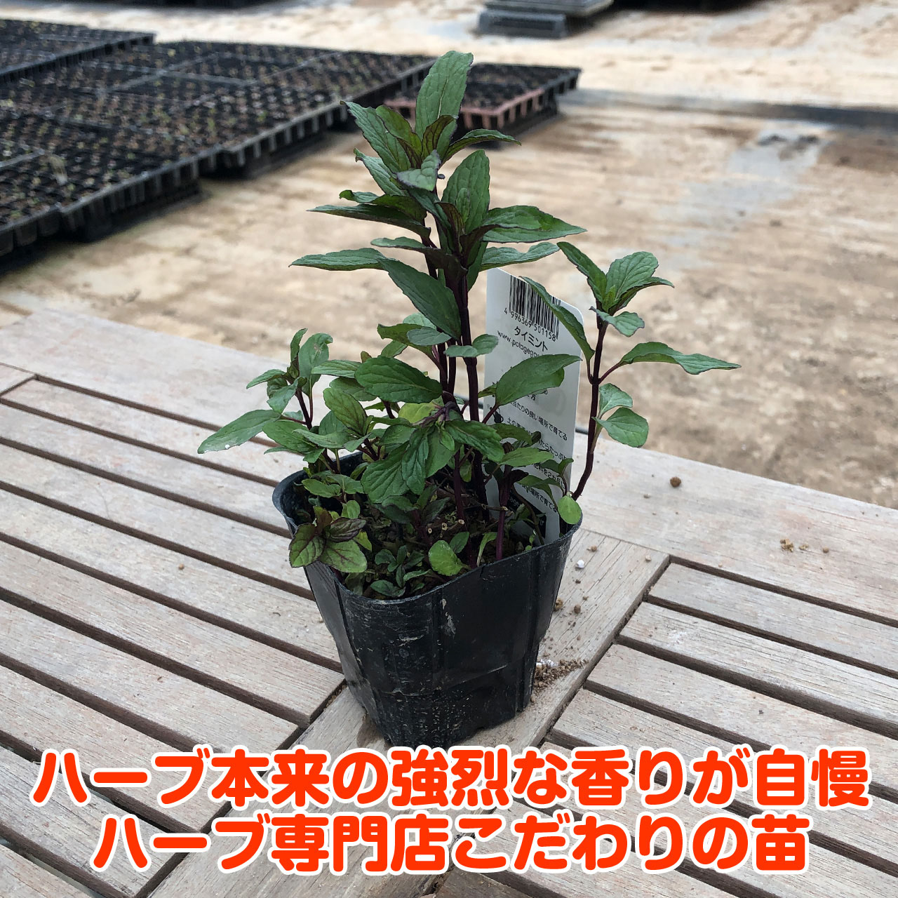 楽天市場 本日p5倍 ハーブ 苗 タイミント タイ料理 ハッカ油 虫除け グリーン 鉢植え 栽培方法 育て方 使い方 選び方 種類 花苗 簡単 プランター セット 栽培キットも ミントグリーン ドライハーブ ラベンダー バジル ローズマリー 寄せ植え 野菜 種 春 夏 秋 冬