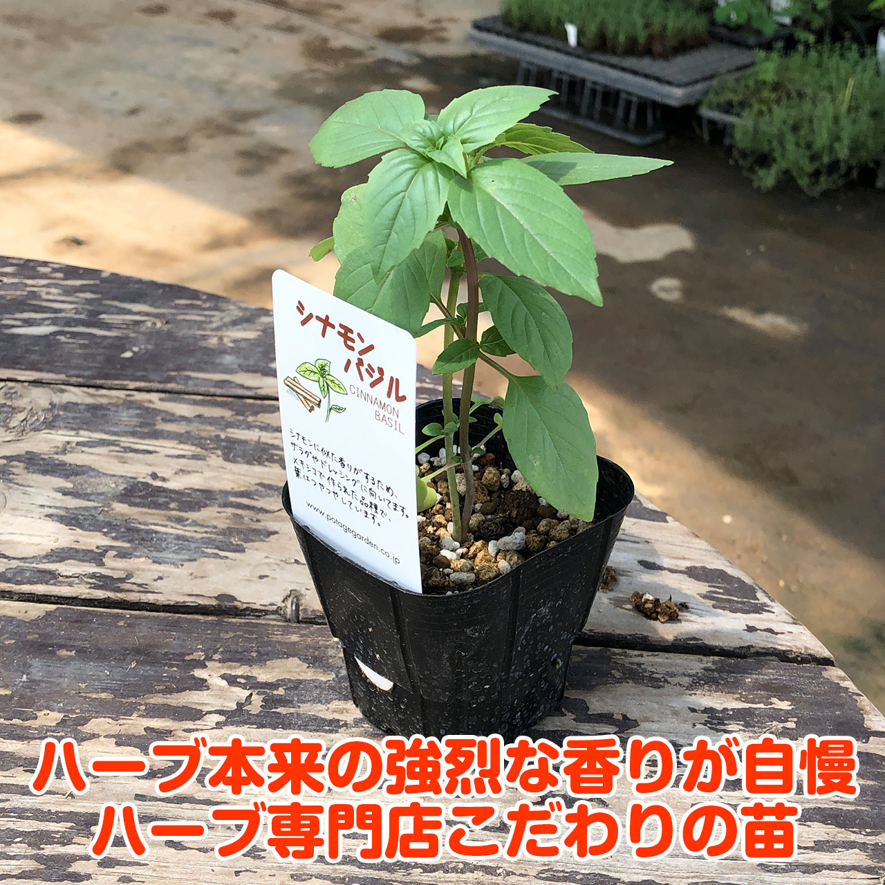 楽天市場 ハーブ 苗 シナモンバジル ハーブティー ハーブガーデン 栽培キット 花苗 ガーデニング ドライハーブ セット 室内 プランター 寄せ植え ティーバッグ ハーブウォーター 乾燥 料理 プランター 家庭菜園 キット シナモンb ハーブ苗のポタジェガーデン 楽天市場 ハーブ 苗 シナモンバジル ハーブティー ハーブガーデン 栽培キット 花苗 ガーデニング ドライハーブ セット 室内 プランター 寄せ植え ティーバッグ ハーブウォーター 乾燥 料理 プランター 家庭菜園 キット シナモンb ハーブ苗のポタジェガーデン