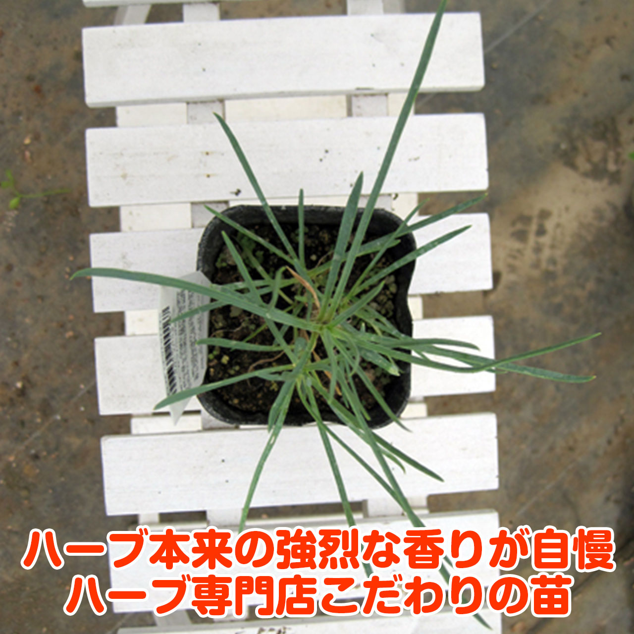 楽天市場 本日p5倍 ハーブ 苗 クローブピンク ハーブティー 栽培キット 寄せ植え 鉢植え タイム 乾燥 ドライハーブ セット 室内 プランター 種 ラベンダー 苗木 花苗 観葉植物 ハーブガーデン ハーブミックス ハーブの土 かわいい ハーブ苗のポタジェガーデン