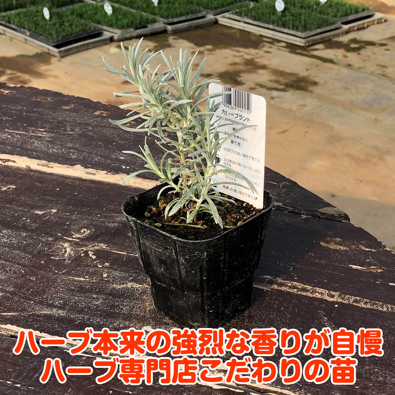 楽天市場 限定クーポン ハーブ 苗 カレープラント ハーブティー 栽培キット 寄せ植え 鉢植え タイム 乾燥 ドライハーブ セット 室内 プランター 種 ラベンダー 苗木 花苗 観葉植物 ハーブガーデン ハーブミックス ハーブの土 かわいい ハーブ苗のポタジェガーデン